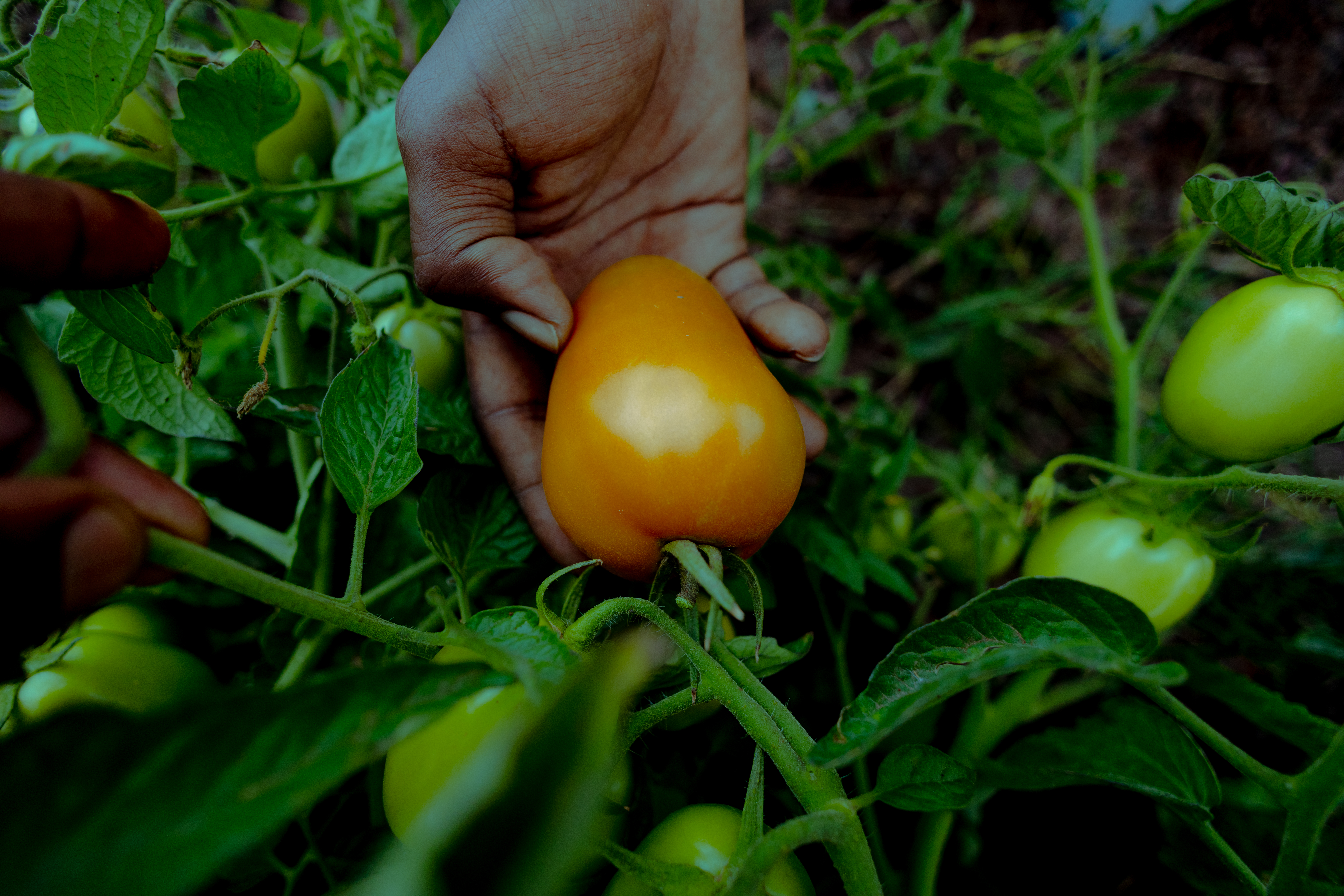 Tomato Thumbnail